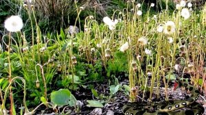 Мать-и-мачеха у дороги