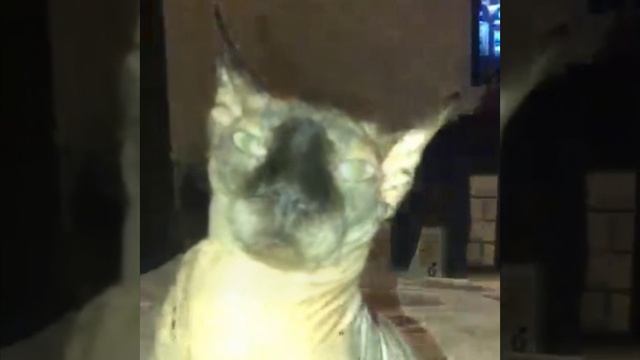 Кот рам сам сам смотреть онлайн