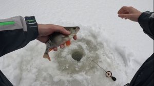 Открылся по льду. Учусь ловле на безмотылку.