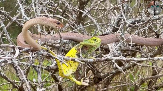 Хамелеон кусает ядовитую змею во время нападения