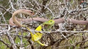 Хамелеон кусает ядовитую змею во время нападения
