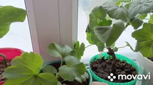 11 января занимаюсь с цветами