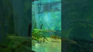 Музыка океана