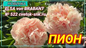 ПИОН "ELSA von BRABANT"/Сад Ворошиловой