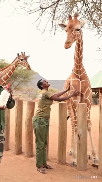 Слоновий заповедник в Кении. смотреть онлайн