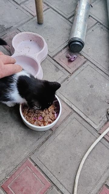 Самый шустрый котёнок. #БелыйАнгел #котёнок