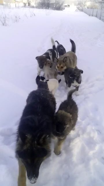 Собаки. Часть 9