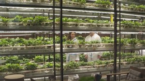 Выращенный без солнца и земли урожай клубники собрали в Санкт-Петербурге