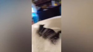 смешное видео