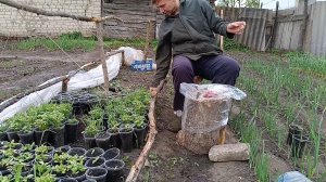 Прививаю Арбузы на лагенарию для урожая в холодное и дождливое лето.