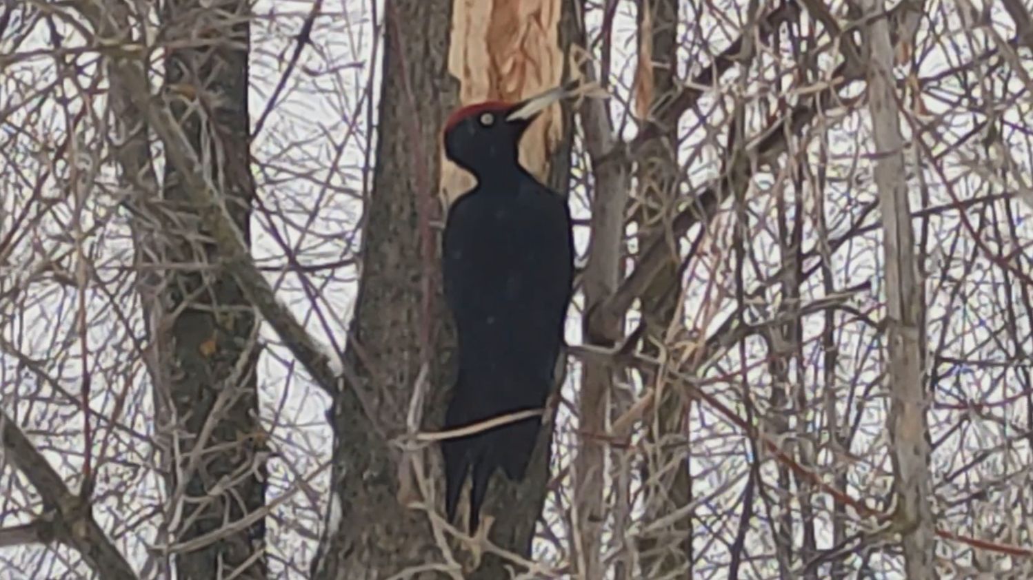 Прогулка с примусом смотреть онлайн