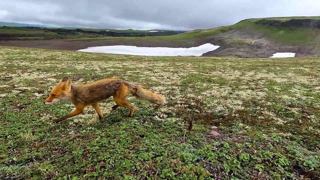 Неожиданная встреча 🦊 смотреть онлайн