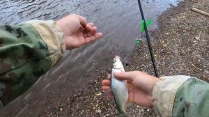 рыбалка на КУРИНУЮ ПЕЧЕНЬ.