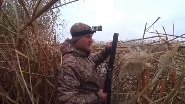 НА ОХОТУ С ДЕДОВСКИМ РУЖЬЁМ В КАМЫШОВУЮ ТАЙГУ. ТЫСЯЧИ ПЕРЕЛЁТНЫХ УТОК ЗИМУЮТ ЗДЕСЬ.