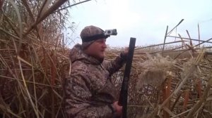 НА ОХОТУ С ДЕДОВСКИМ РУЖЬЁМ В КАМЫШОВУЮ ТАЙГУ. ТЫСЯЧИ ПЕРЕЛЁТНЫХ УТОК ЗИМУЮТ ЗДЕСЬ.