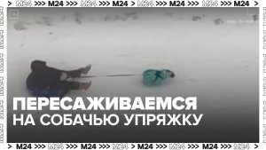 Москвичи пересели на собачью упряжку из-за снегопада