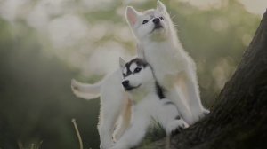 HDR‑портреты собак: искусство кадра и звука