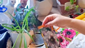 Как нужно сажать петунию?Что дальше🫡