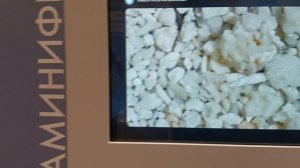 музей мирового океана обитатели Балтики