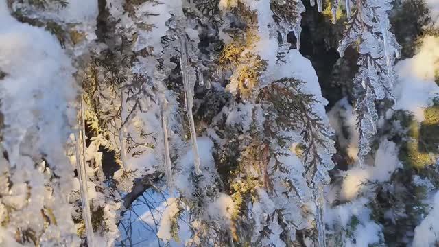 Обзор сада после ледяного дождя со снегом #сад #снегопад #природа #зима смотреть онлайн