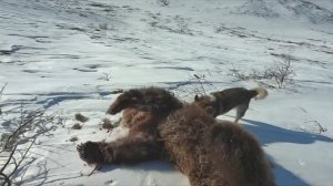 Добыли двух медведей.Охота на медведя с собаками.Камчатка.