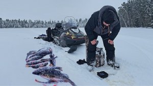 Секрет зимнего окуня раскрыт. Рыбалка в глухозимье на таежных озерах Сибири.