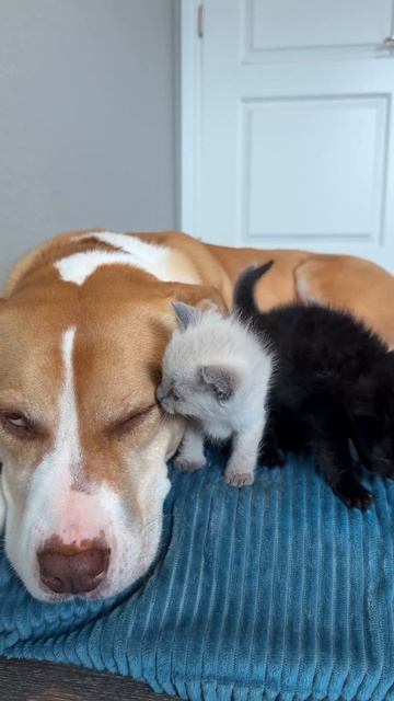 VID_20260111_133951_105.mp4