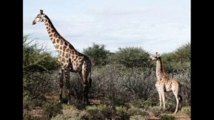 3+. Жираф большой_ Ему видней. Шуточная