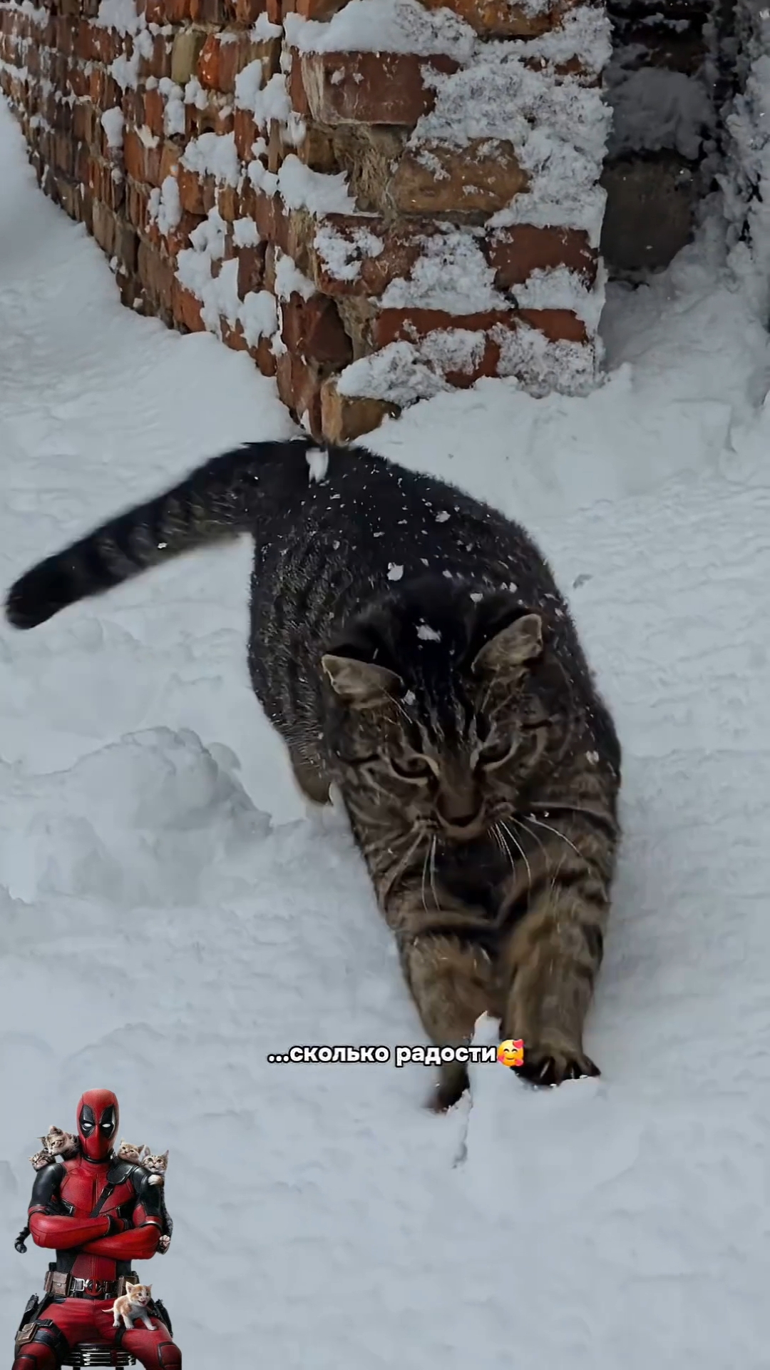 Они тоже умеют радоваться мелочам 😼🫶😎 Они тоже умеют радоваться мелочам 😼🫶😎
