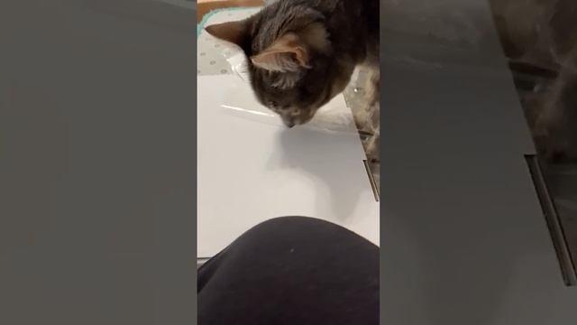 распоковка чееееек смотреть онлайн