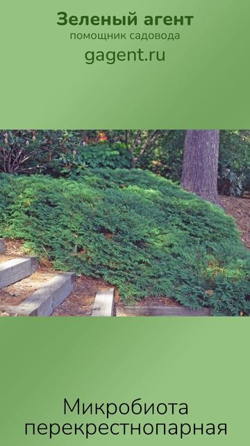 Микробиота перекрестнопарная — Зеленый Агент