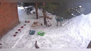 воскресный вольный зоопарк