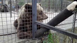 Парк львов _Тайган_. 🦁🦁🦁🦁🦁. 16