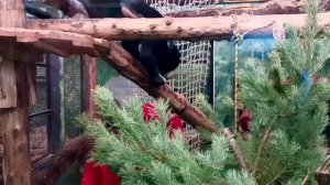 🌲 В вольере юных малайских медведей появилось долгожданное обогащение среды - сосна!