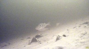 РЕКА НЕВА РЫБАЛКА ЗА ГОРОДОМ НА МИРНУЮ РЫБУ ЛЕЩА ПЛОТВУ ОКУНЯ СУДАКА ЩУКУ