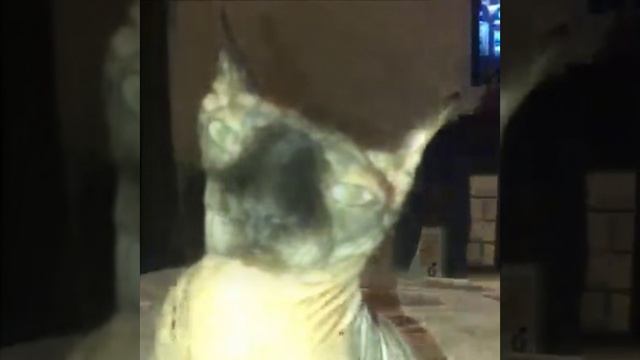 Кот it's my life смотреть онлайн