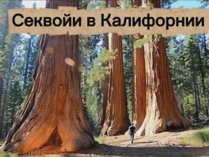 Самые большие деревья планеты. Секвойи в Калифорнии - деревья гиганты