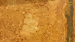 Каких динозавров вы смогли бы обогнать на беговой дорожке?