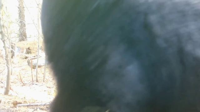 Представители дикой природы смотреть онлайн