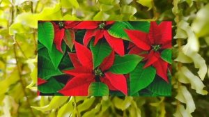 Пуансетия цветок