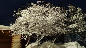 Просто зимний вечер....