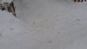 Котик Мишка на улице.