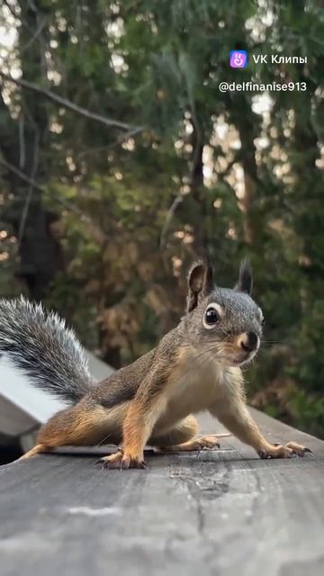 Белочка прискакала