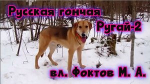 Русская гончая Ругай-II  дата рожд. 20.03.2016г. вл.  Фоктов М. А.#охотасгончей#собак#топ #hunting