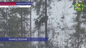 Завершился сезон охоты на лосей