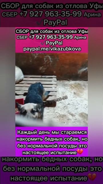 Ситуация в отлове становится критической… Мы столкнулись с ужасной проблемой