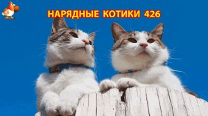 Нарядные Котики расслабляются на солнышке 🌞 🐈🐈🐈 (426)