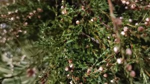 Усольцевы. Тайга хранит свои тайны