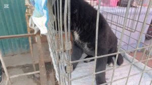 Ташкент.Янгиабадский базар.Барахолка как на Тезиковка Влог