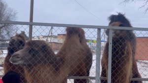 Станица Каневская. 3 января.